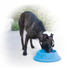 K&H Pet Products Coolin' Bowl Plastic Dog & Cat Bowl