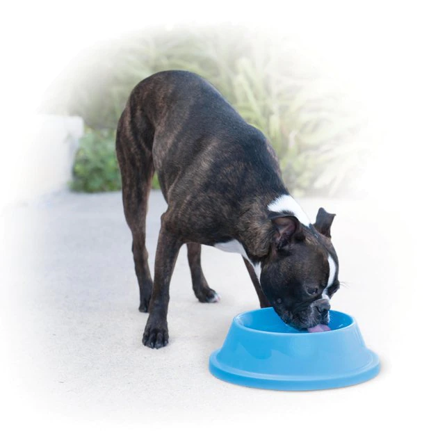K&H Pet Products Coolin' Bowl Plastic Dog & Cat Bowl 3 K&H Pet Products Coolin' Bowl Plastic Dog & Cat Bowl