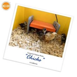 K&H Pet Products Thermo-Poultry Heated Chicken Brooder -Cheap K&H Pet Products || Nutro Store 199137 PT7. SY630 V1622587387